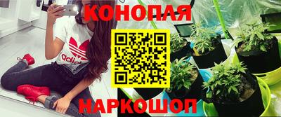 крисы Будённовск